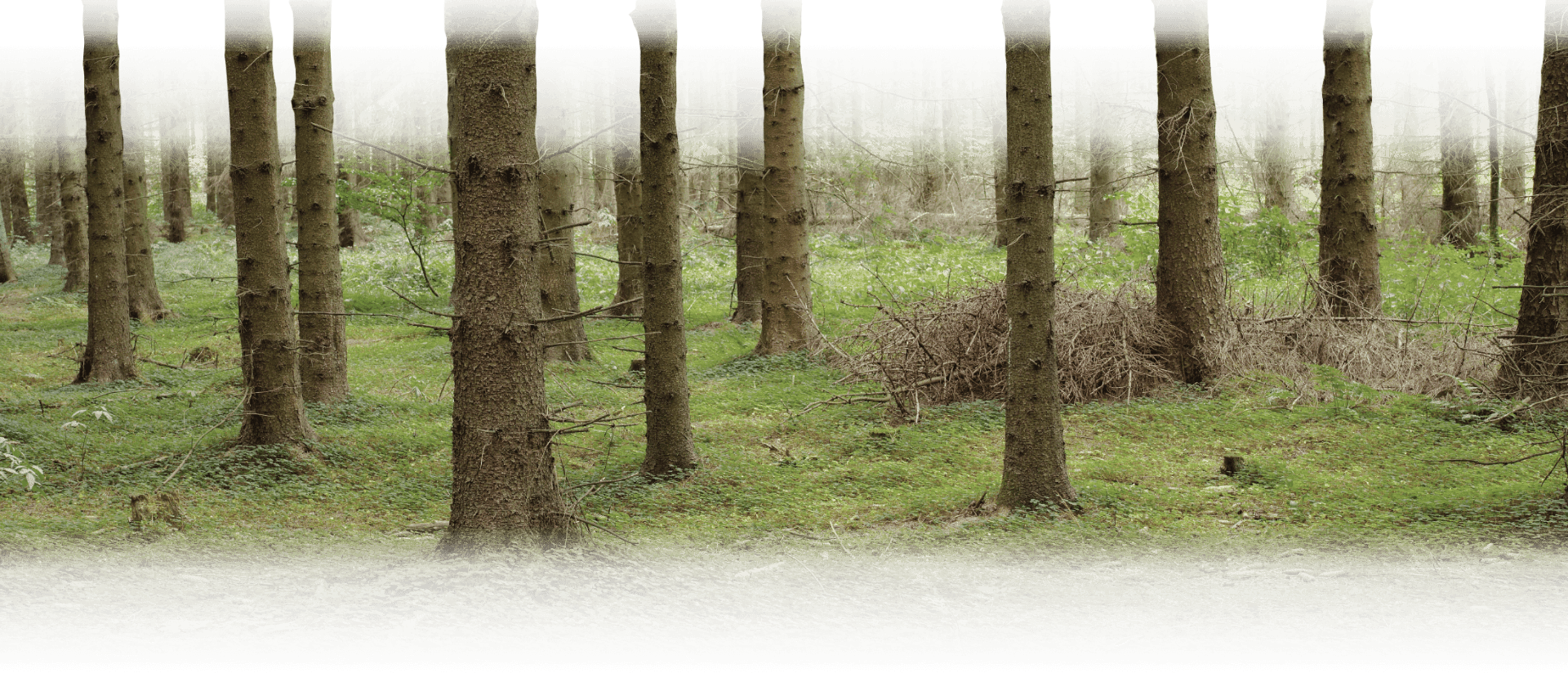 decorative image